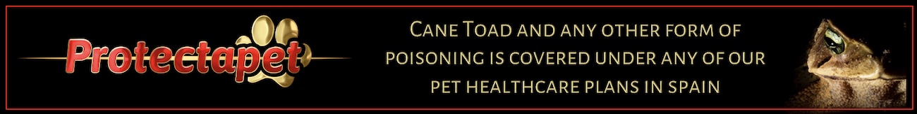 Cane toad poisoning is covered by all Protectapet pet healthcare plans in Spain 